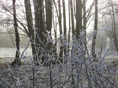 Branches and trees covered in frost