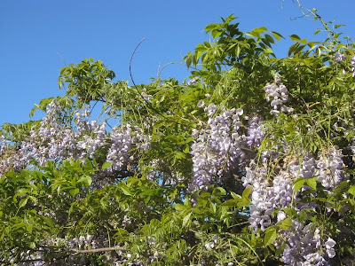 Blue sky and wisteria