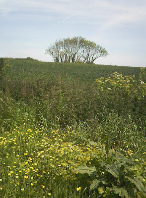 Wild flower meadow in front of a tree on the horizon