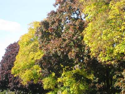Trees in their autumn colours