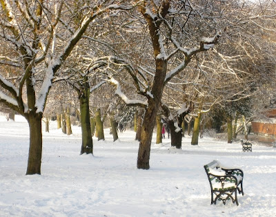 Snowy trees and bench