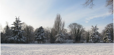 A row of snowy trees