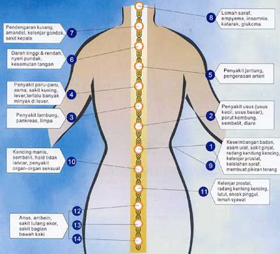 Foto struktur tulang anatomi tubuh rangka manusia laki-laki perempuan