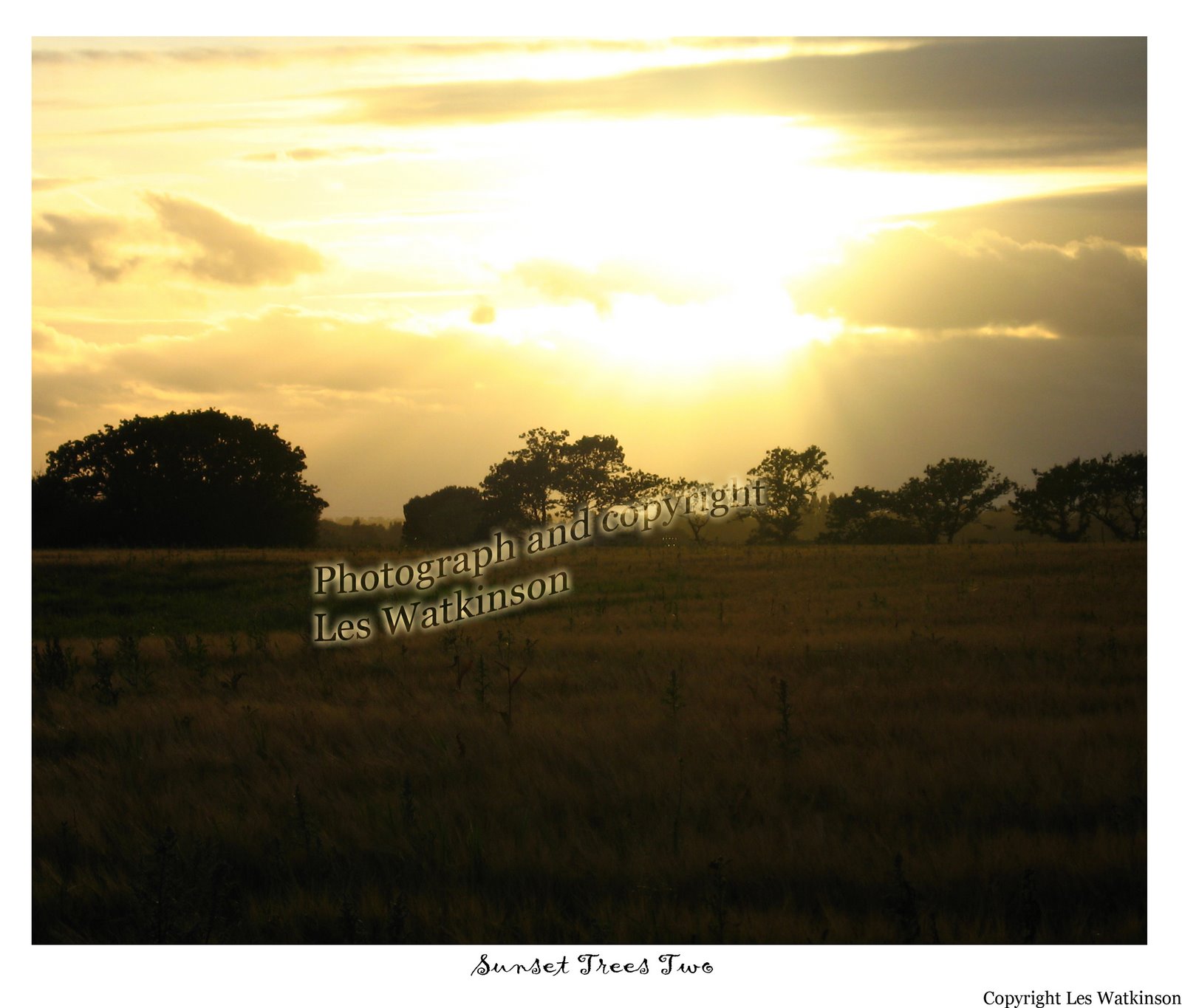 [sunset+trees+2+PBLW.jpg]