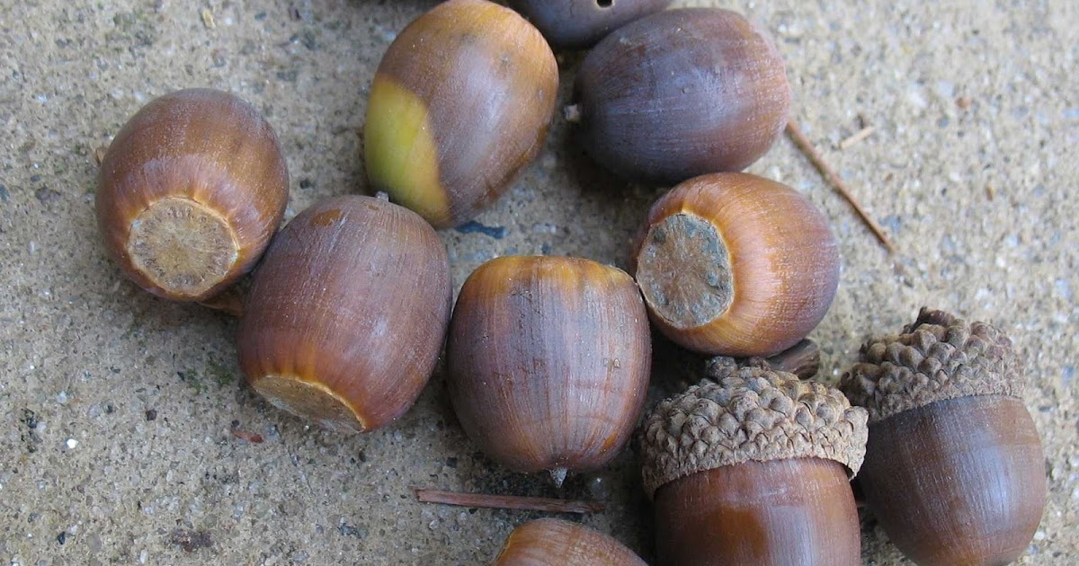 Using Native Plants Nuts About Nuts