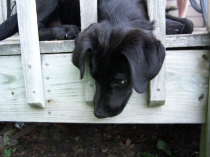 Chow Hound Dog Food Chow Hound Dog Food