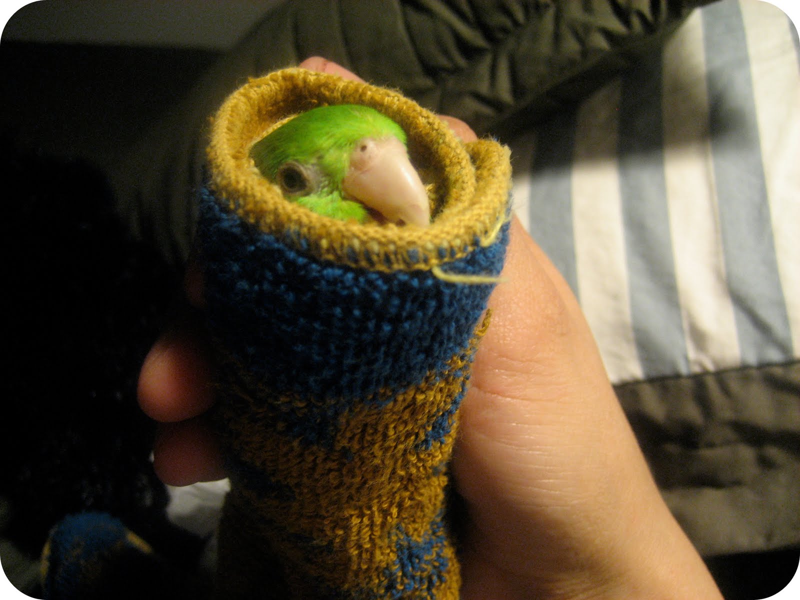 lemmemakeit Pico Burrito