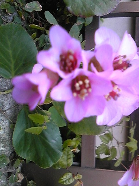 [Image193-798061.jpg]