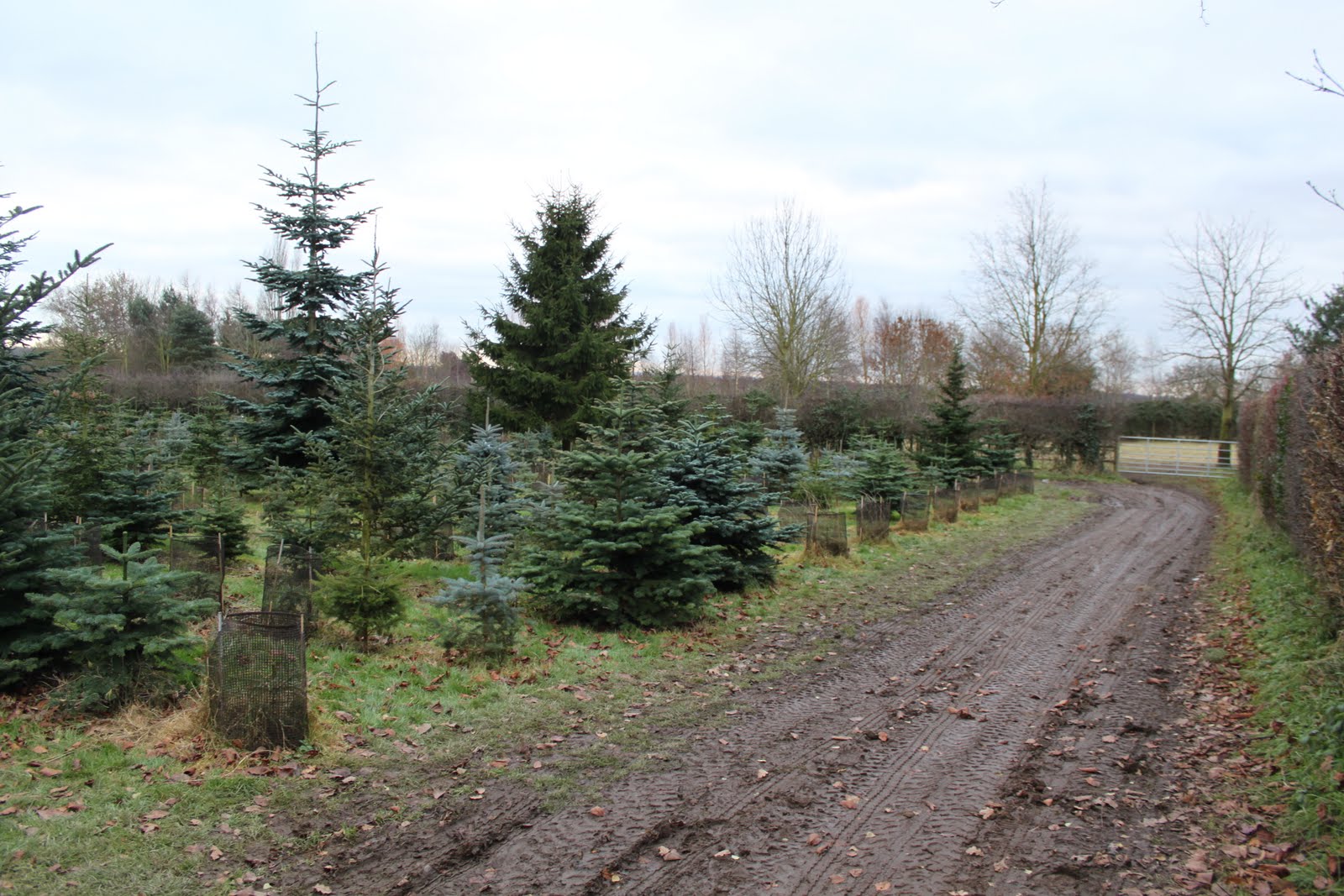 A Good Scottish Name O Christmas Tree
