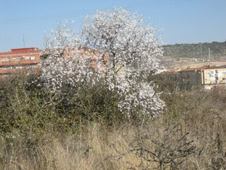 Arte y Palabra: La vara de Almendro