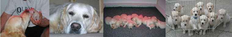 Amistadleal Golden Retrievers