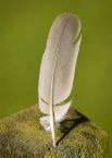 One feather