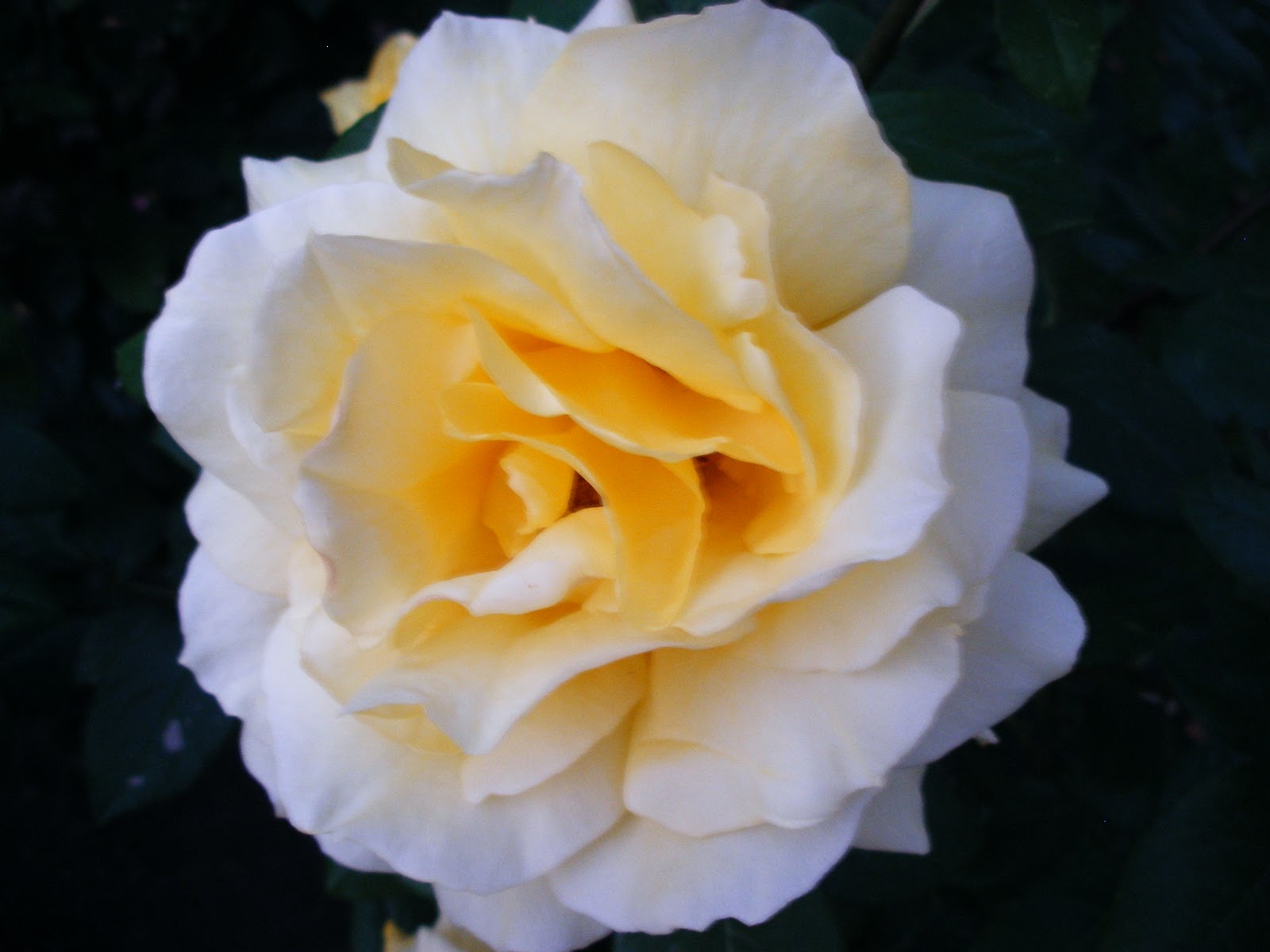 Ramblings from an English Garden: The Glory of the Garden by Rudyard ...