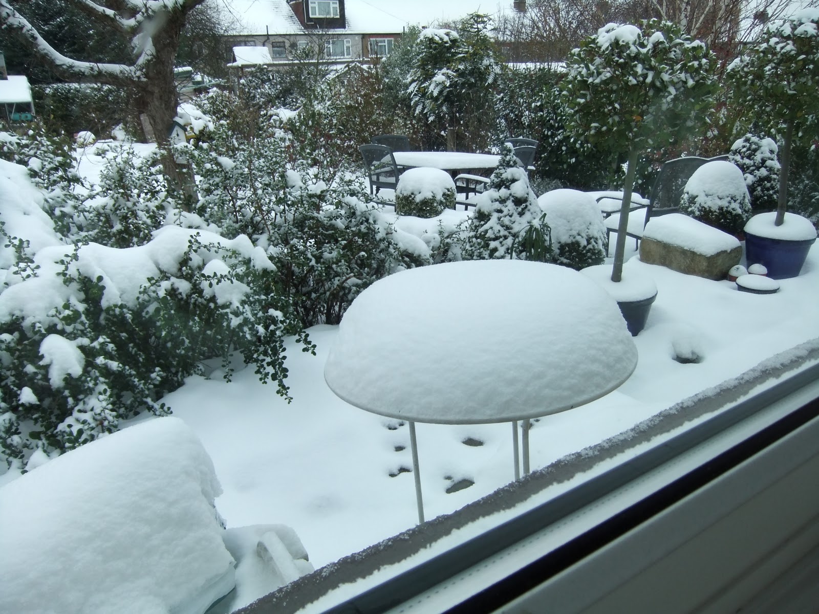 Ramblings from an English Garden: Snow Has Fallen Snow on Snow