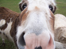 Nosy donkey