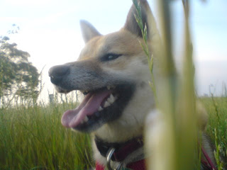 【お尻のほっぺ】草の上に横たわる柴犬