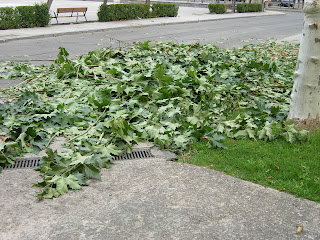 A orillas del Órbigo: Podando los árboles