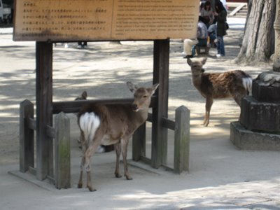 [Nara+DeerS.jpg]