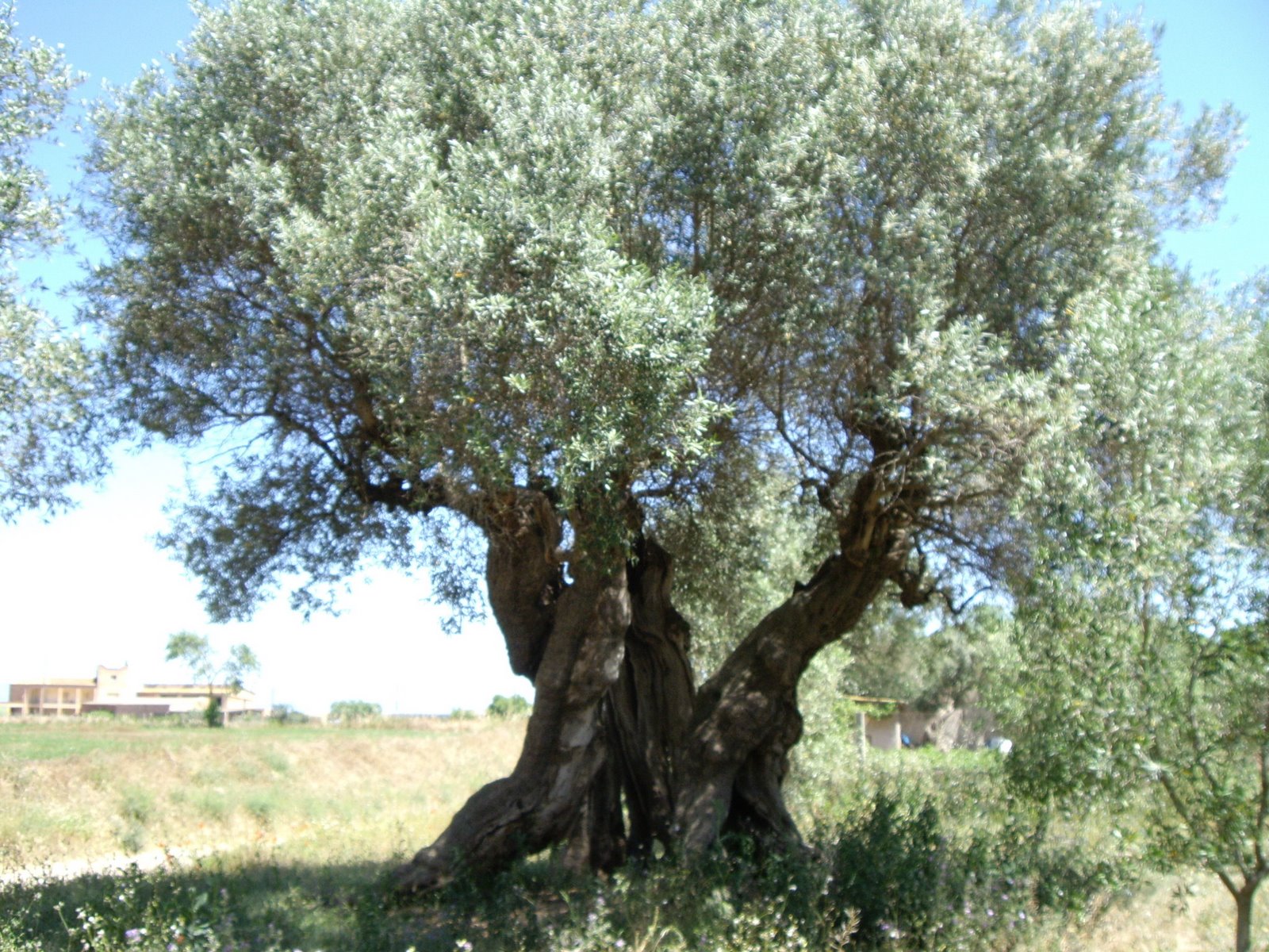 Entre France,Estonie...telle est l'Europe: Sur le chemin des oliviers