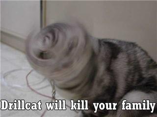 [drillcat.jpg]