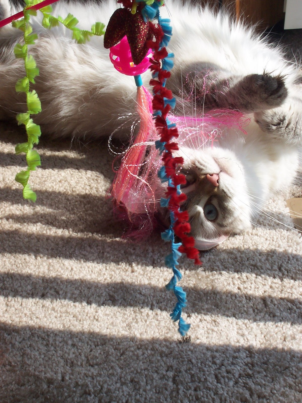 [nissa+playing+003.JPG]