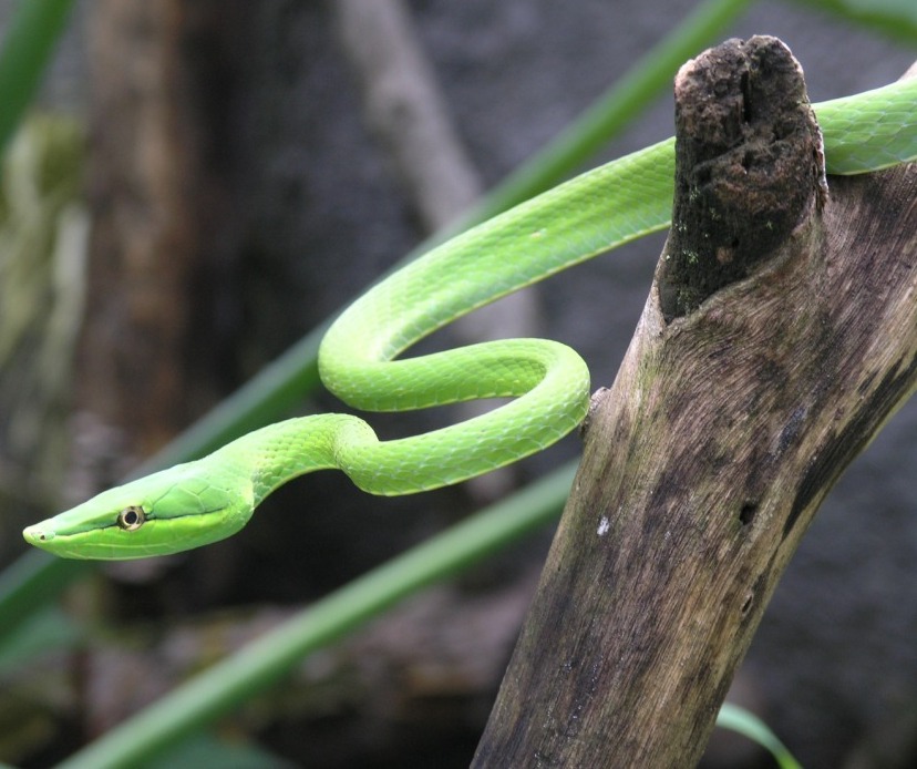 [Snake.jpg]