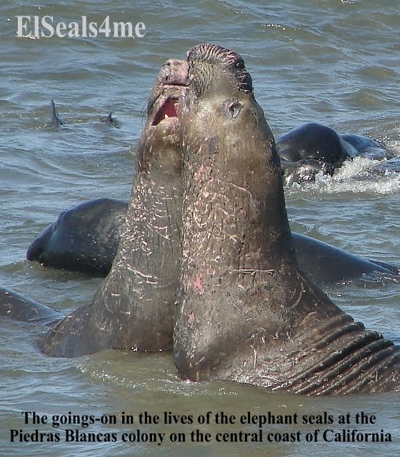 ElSeals4me - Elephant Seal Land
