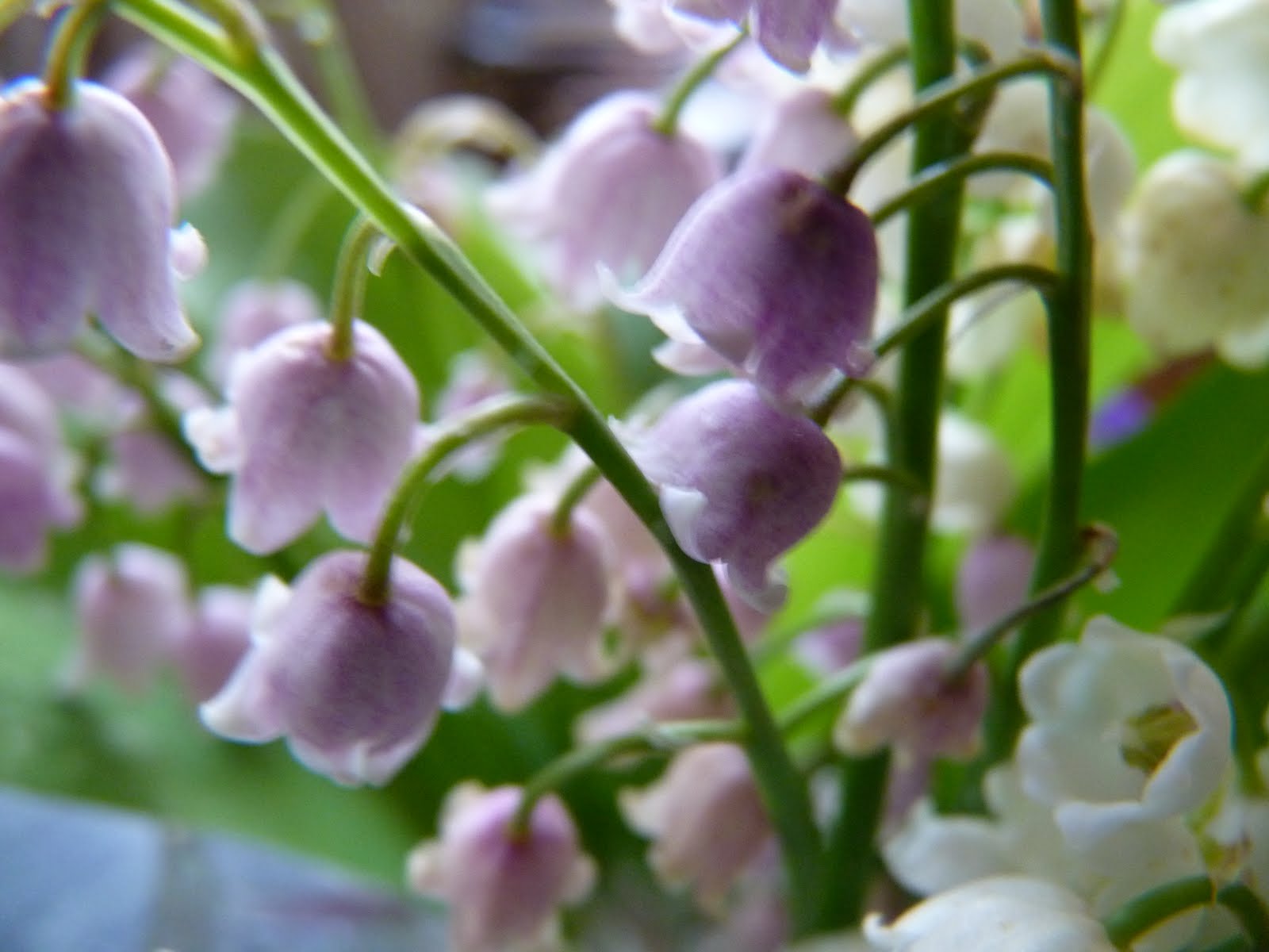 Comment Le Muguet Passe T Il L'hiver