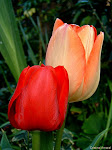 Tulipa - A flor do Parkinson