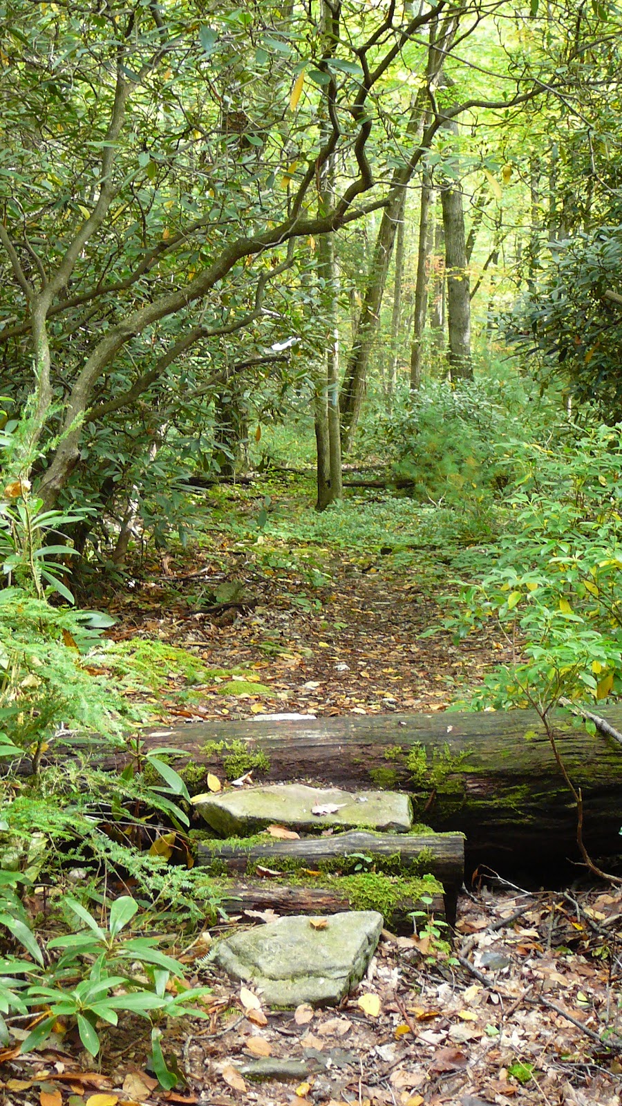 Wandering About Jeff: Coopers Gap at Rothrock