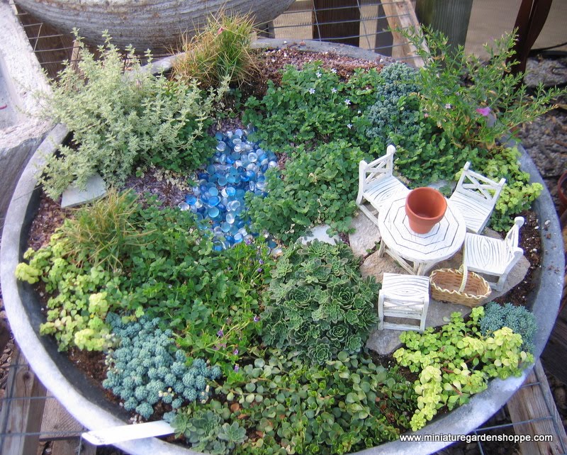 Beautiful Mini Blessings: While Looking for the Perfect Tree...