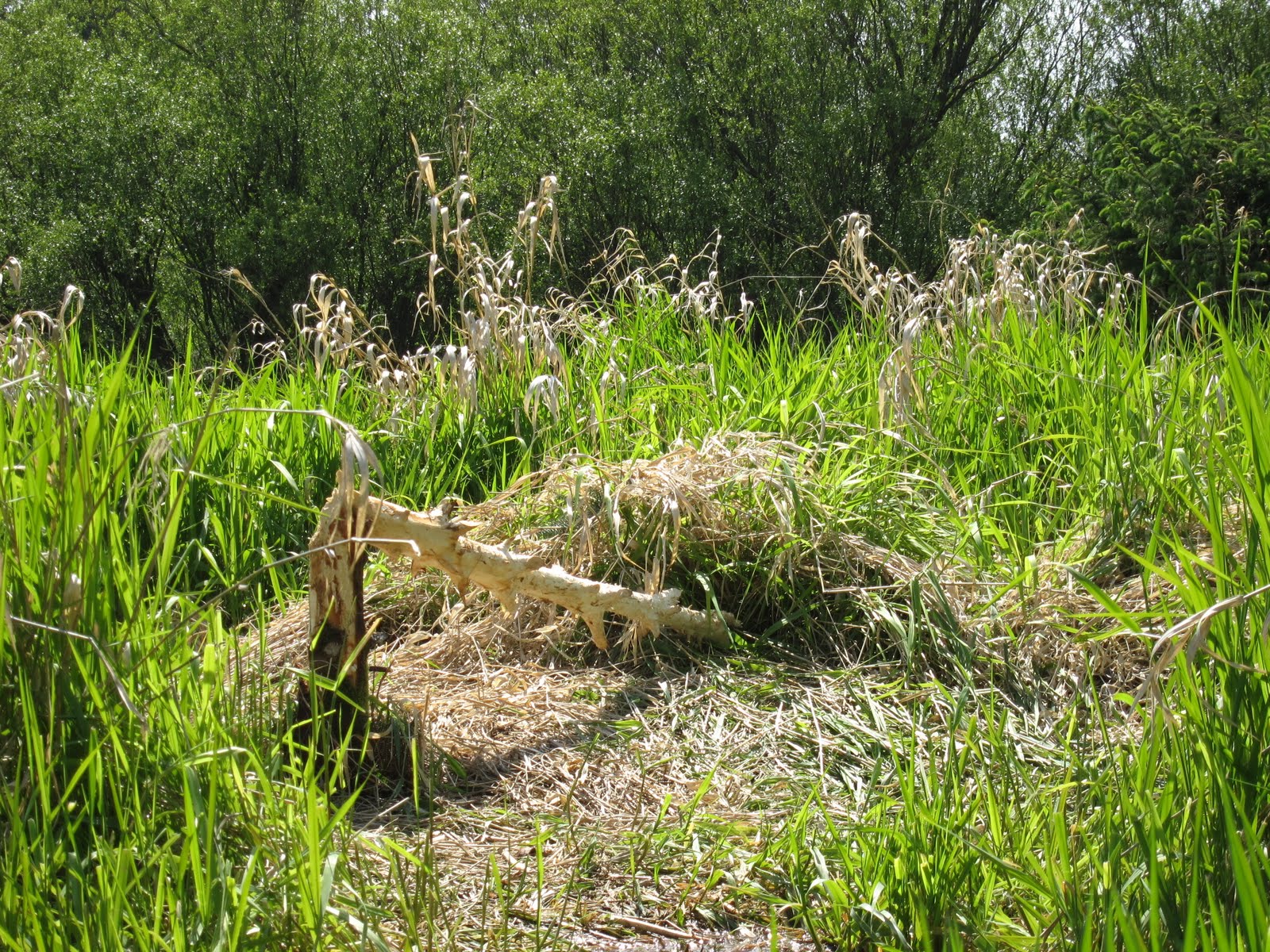 Pacific Northwest Seasons Swamp Creek Saving Salmon, One Stream at a Time