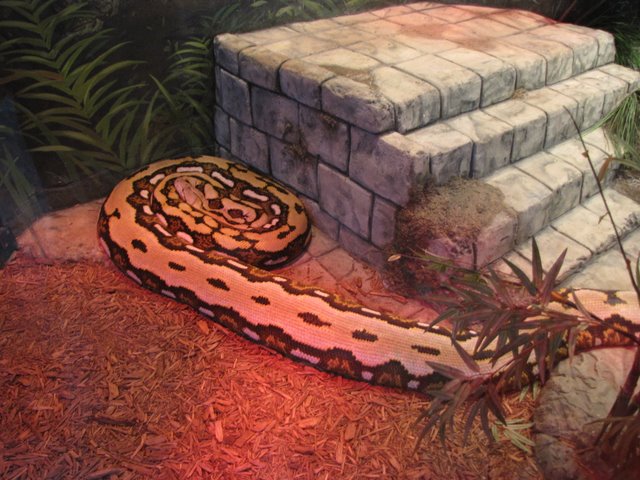 RIP Fluffy: Famous python dies at Columbus Zoo - Sightseers' Delight