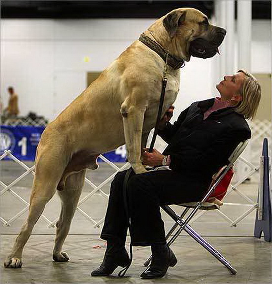 World's Largest Dog Zorba the English Mastiff