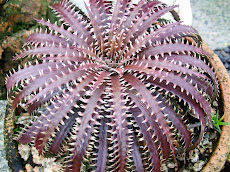 Dyckia fosteriana rubra