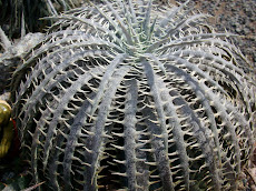 Dyckia delicata