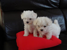 Pups
