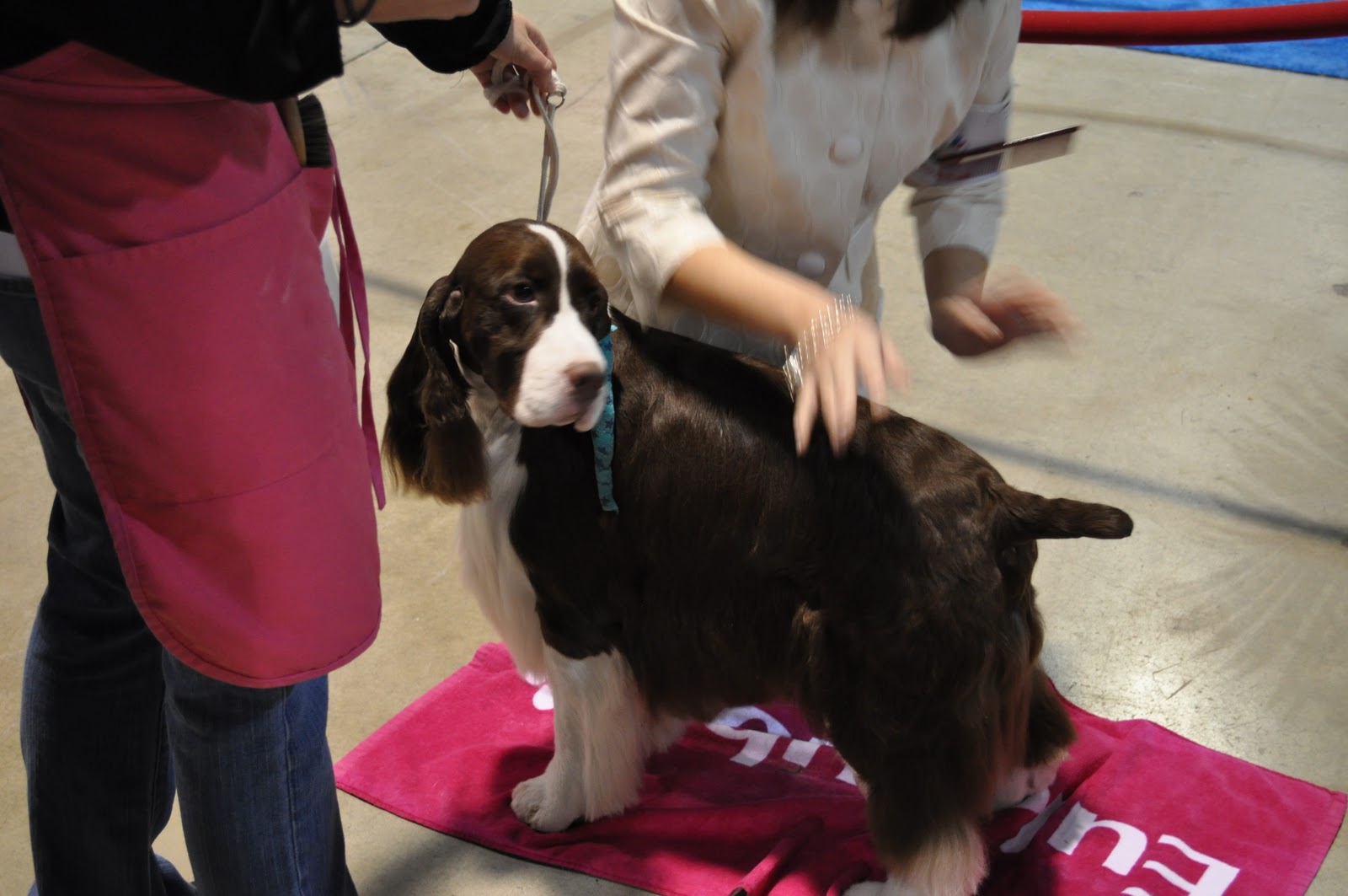 Travels, Trails and Tales AKC Eukanuba Dog Show Long Beach, California