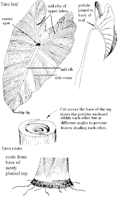 catalytic architecture diagram of the atom 