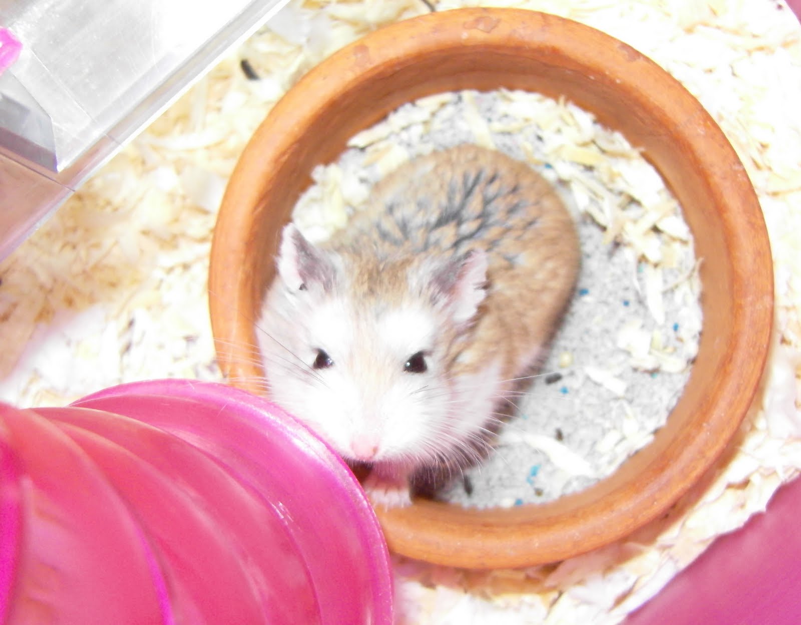 How to teach hamsters How to Teach Your Hamster to Jump across Small