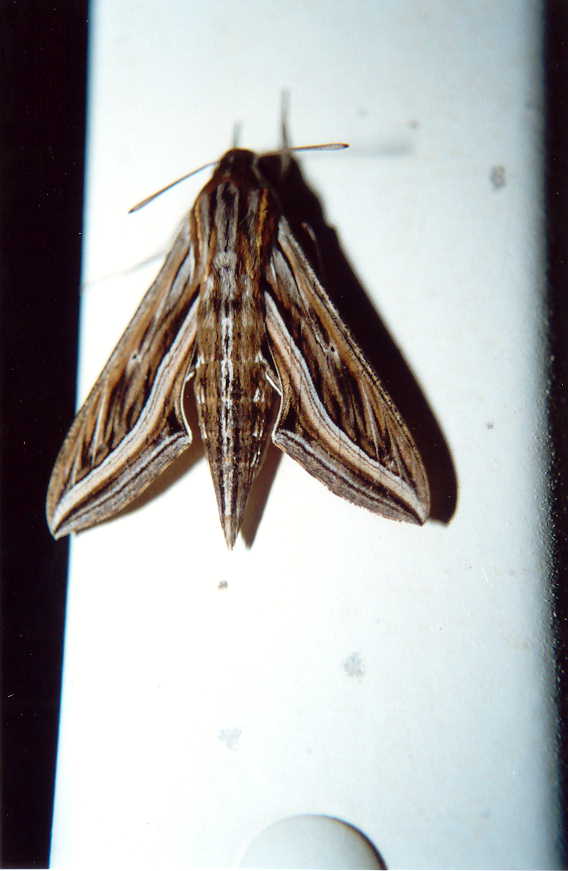 [Hippotion+celerio.jpg]