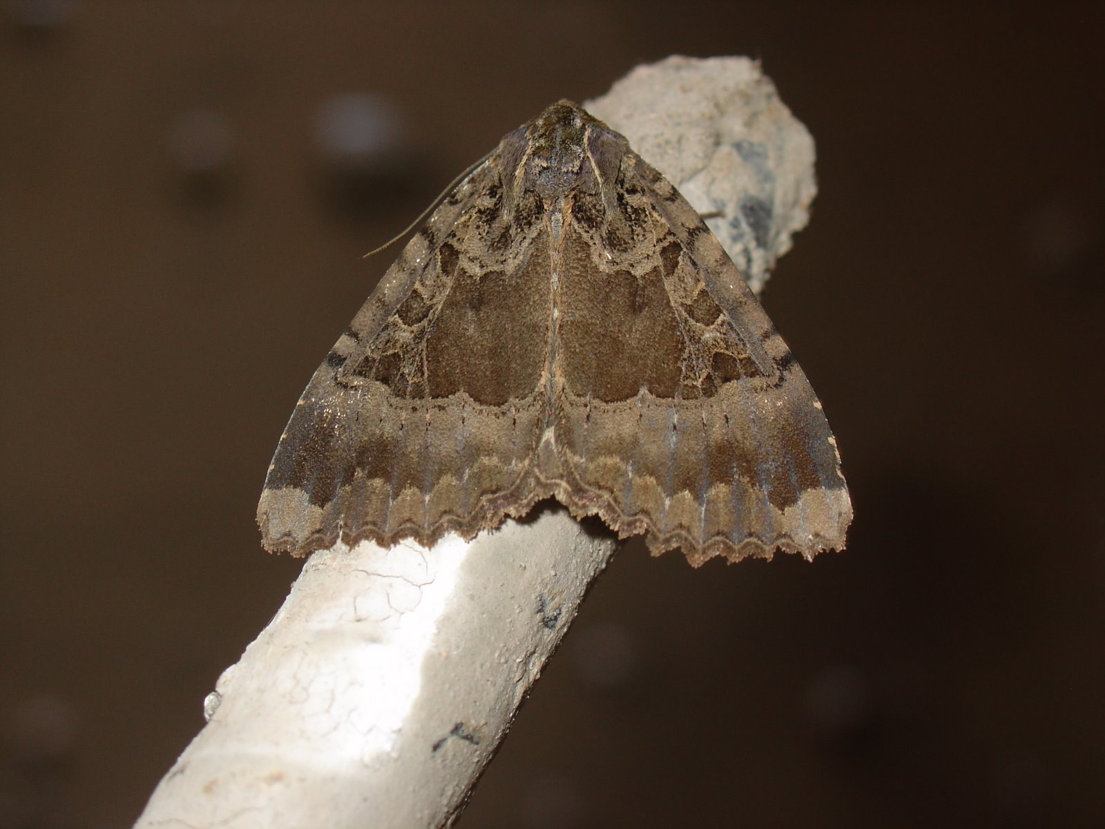 [Mormo+maura+(Noctuidae).JPG]