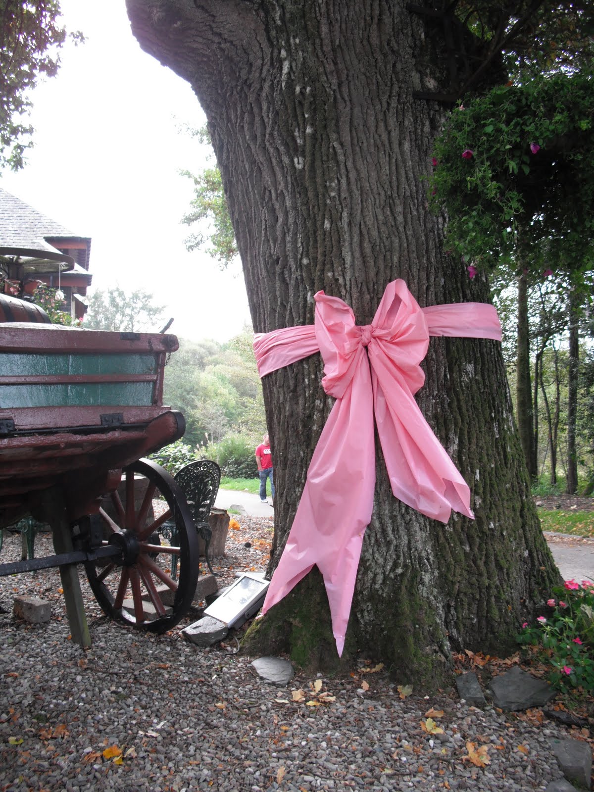 hyggelig happy tie a pink ribbon round an old oak tree