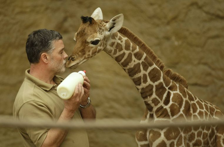 [girafa+beijo.jpg]