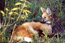 Lobo Guará na Serra da Bodoquena - MS