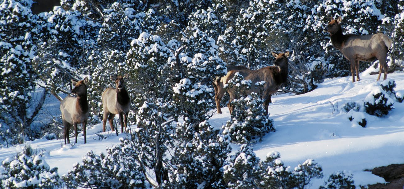 Backcountry Utah's Outdoor Adventure Journal Wildlife Board approves