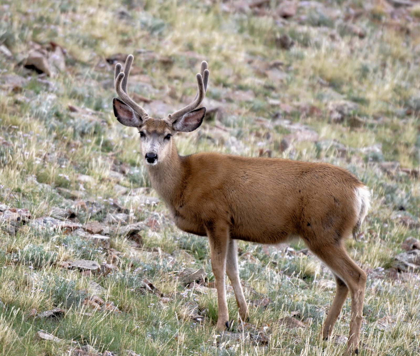 Backcountry Utah's Outdoor Adventure Journal Tips for a Safe Archery Hunt