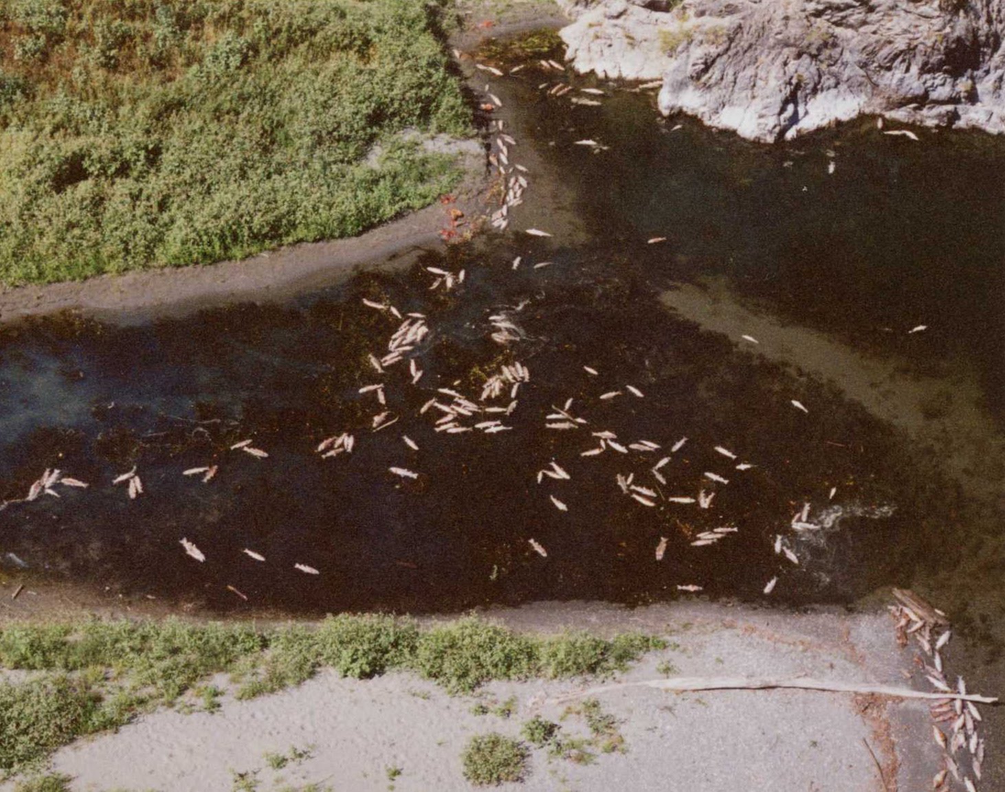 Fracking Underground Massive Fish Kill
