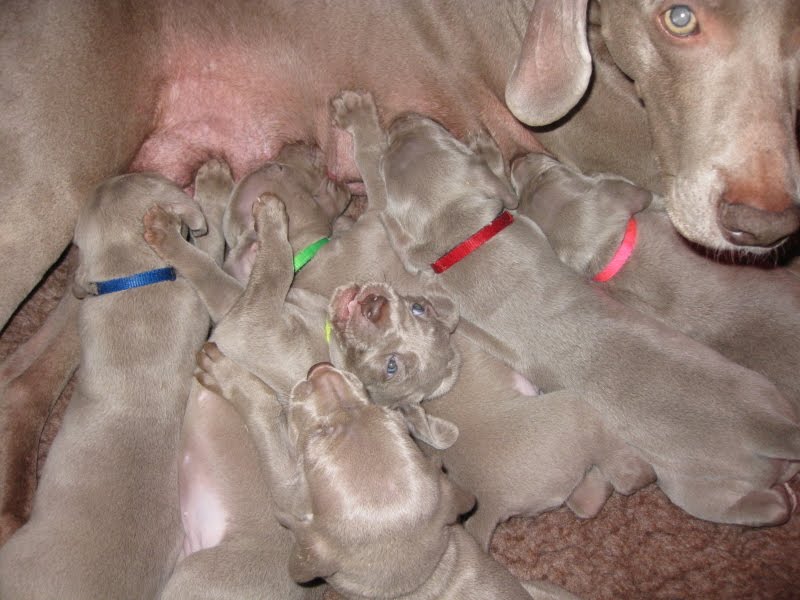 Weaning Puppies At 4 Weeks