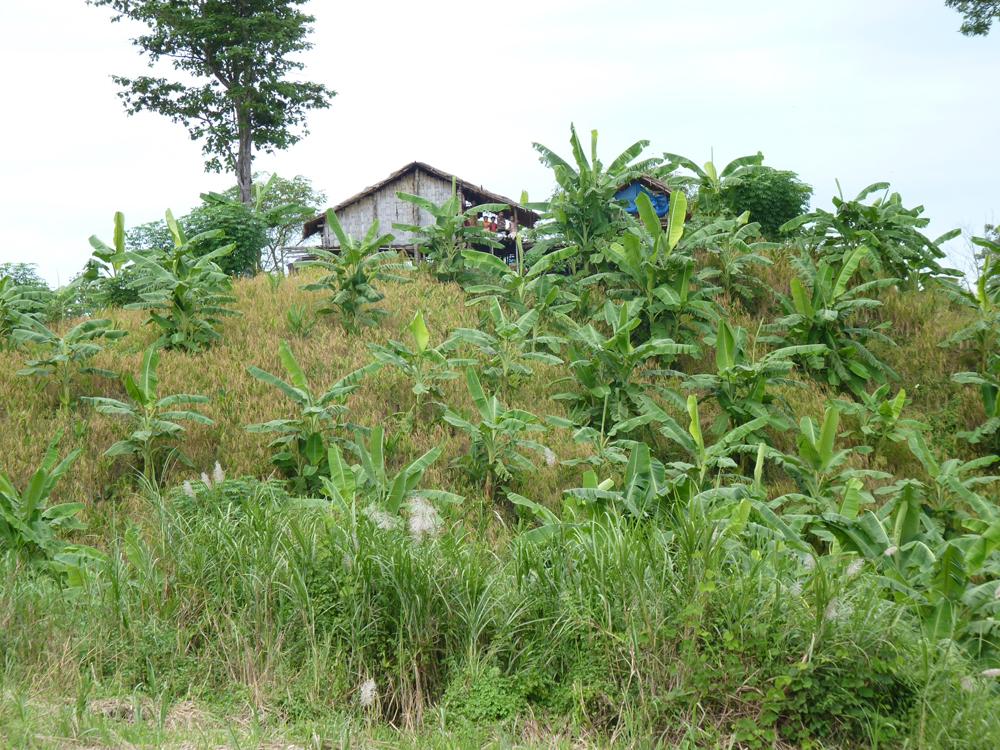 HILL TRACTS VIEW Cultivation Of Banana in Hill
